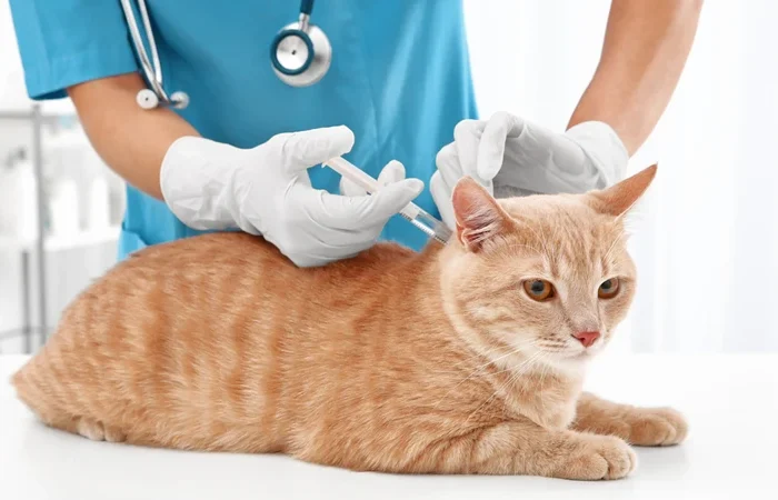 Comprehensive Preventive pet Care in dubai