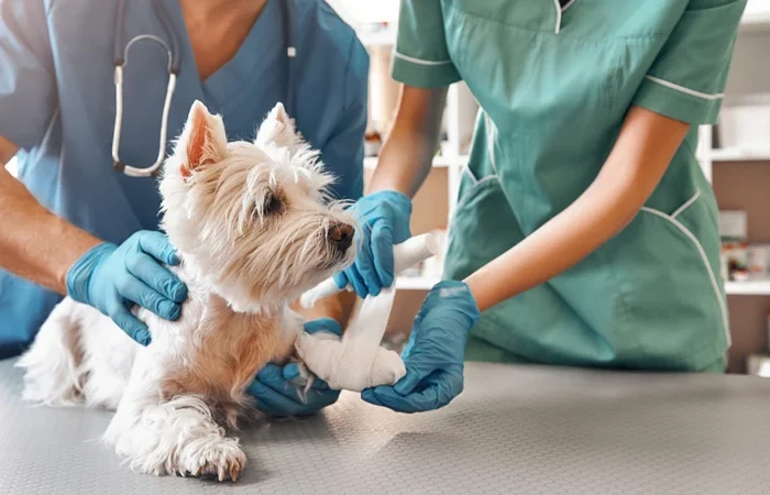 Best Pet Emergency Care Clinic in Dubai​