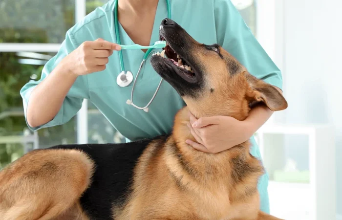 pet-dentist-clinic-in-dubai