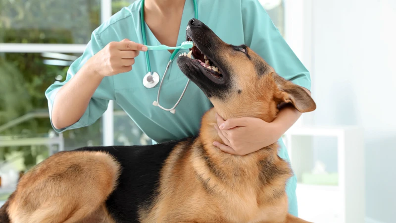 pet-dentist-clinic-in-dubai