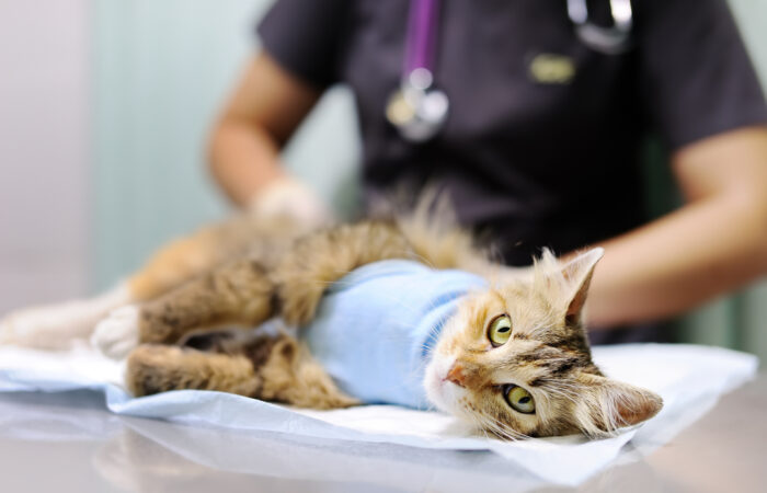 Best Pet Surgery in Dubai